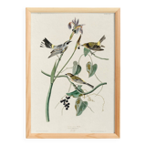 Poster of the Yellow-rumped Warbler, after an old engraving