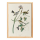 Poster of the Yellow-rumped Warbler, after an old engraving