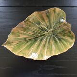 Alocsia leaf plate