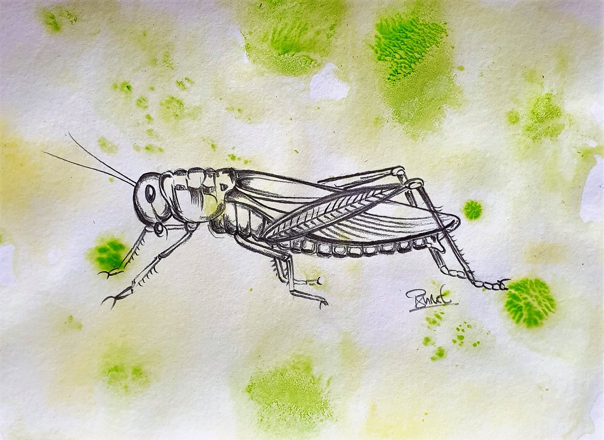 Set of 3 insect sketches