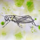 Set of 3 insect sketches