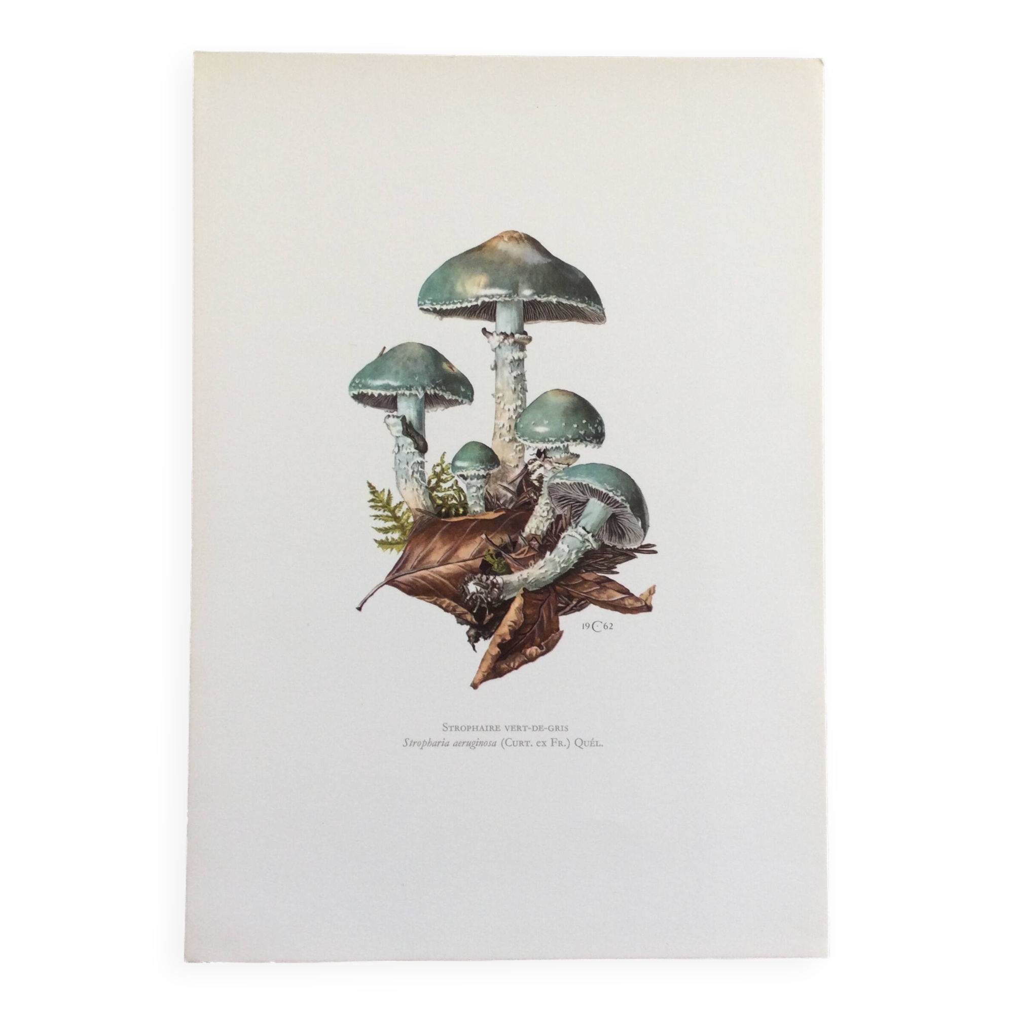 Botanical Illustration Mushrooms Strophaire Vintage Print 60s