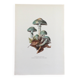 Botanical Illustration Mushrooms Strophaire Vintage Print 60s