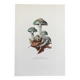 Botanical Illustration Mushrooms Strophaire Vintage Print 60s