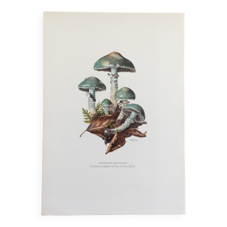 Botanical Illustration Mushrooms Strophaire Vintage Print 60s