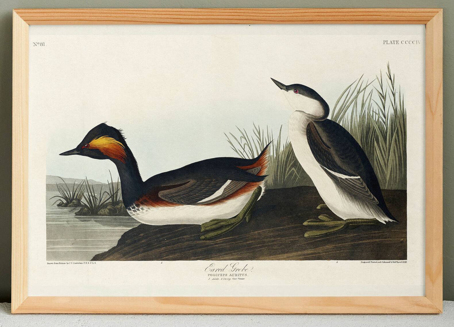Poster about the black-necked grebe, based on an old engraving from 1827.