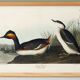 Poster about the black-necked grebe, based on an old engraving from 1827.