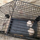 Bird cage from the 1950s-1960s anco