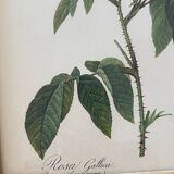 Lithograph PJ Redouté botanical plate Bishop rose