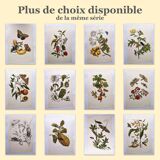 Merian Botanical Plate - Mexican Thorny Thistle - Ancient and Natural