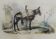 Original zoological illustration "mule" - Buffon 1840