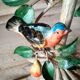 Painted metal candle holder lamp - wrought iron fruit and bird lamp base