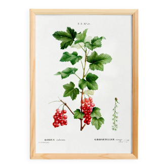 Botanical poster on the red currant, based on an engraving from 1802.