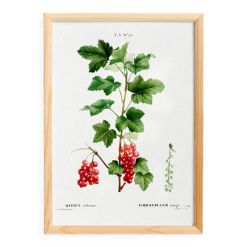 Botanical poster on the red currant, based on an engraving from 1802.