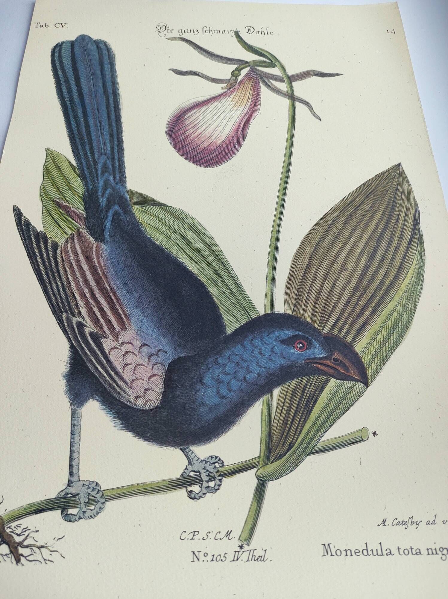 Old bird engraving -Monedula Nigra- zoological illustration by Seligmann & Catesby