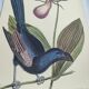 Old bird engraving -Monedula Nigra- zoological illustration by Seligmann & Catesby