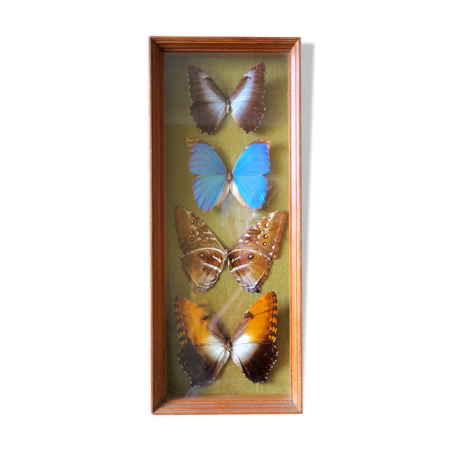 Naturalized butterflies