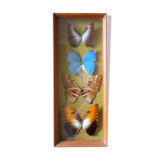 Naturalized butterflies