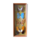 Naturalized butterflies
