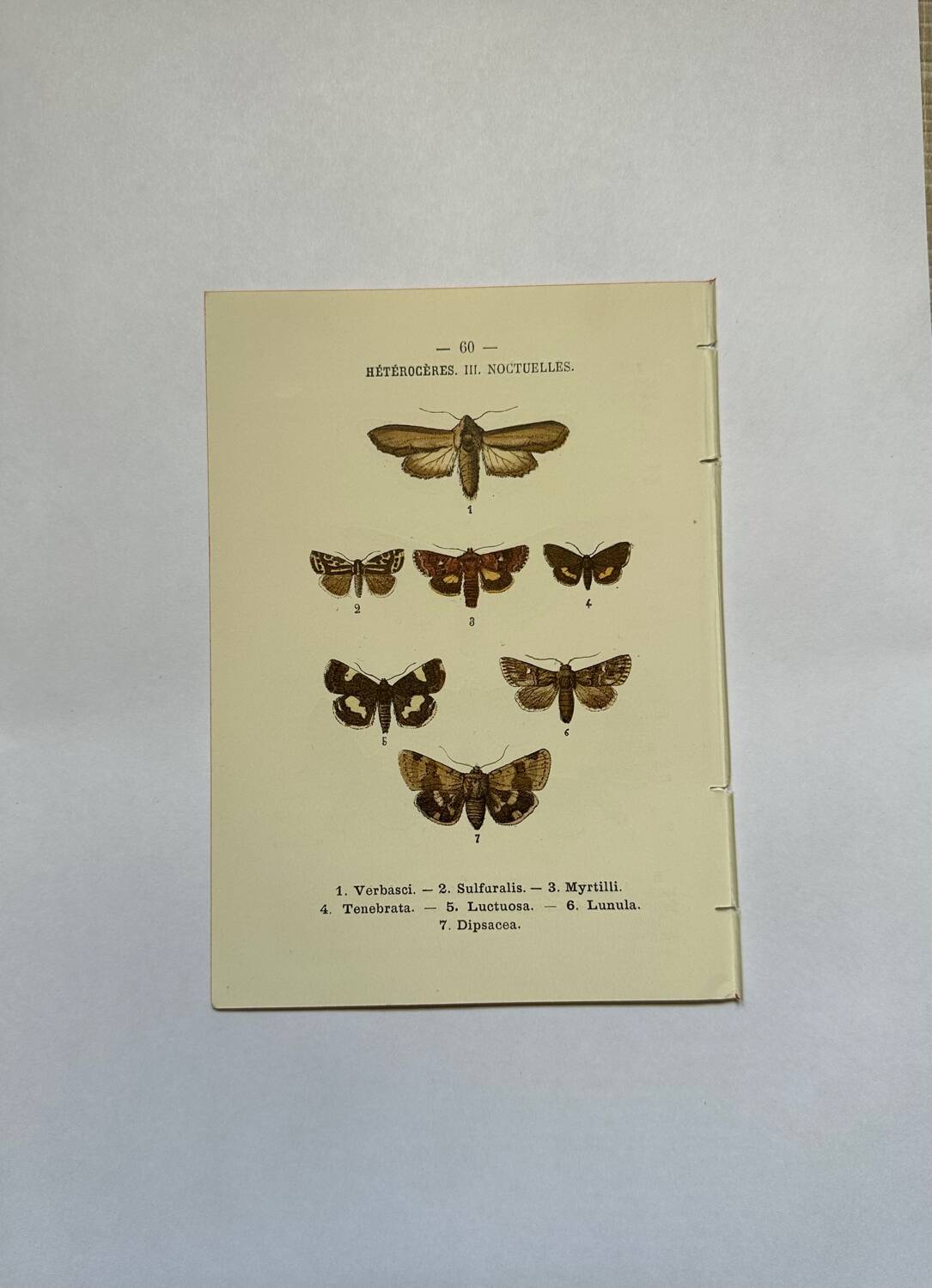 Botanical engraving butterflies double-sided naturalist plate Etching