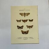 Botanical engraving butterflies double-sided naturalist plate Etching