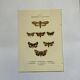 Botanical engraving butterflies double-sided naturalist plate Etching