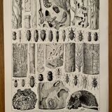 Lithograph on trees (lime tree) - 1930