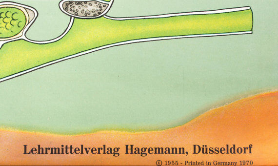 Wall poster of the school by Jung-Koch-Quentell "seaweed" 1970