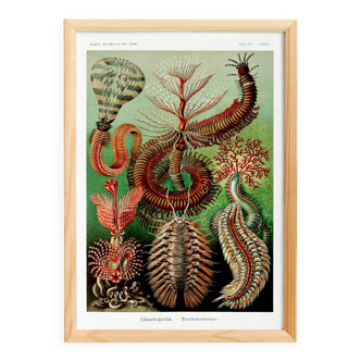 Poster about marine worms based on an old lithograph from 1904.