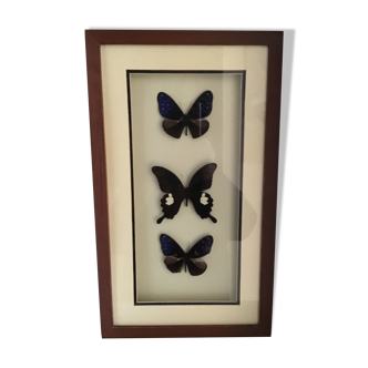Naturalized butterfly frame