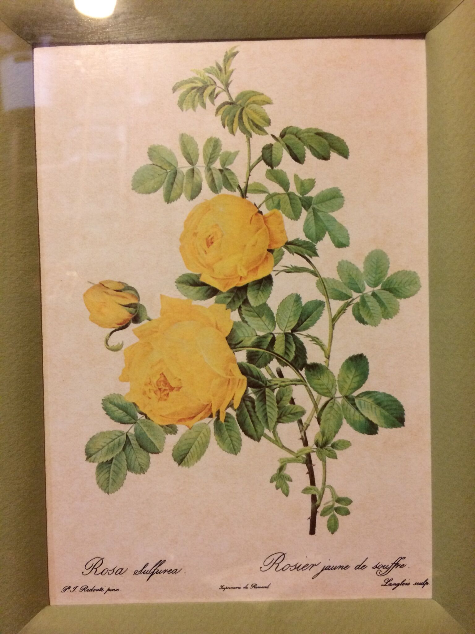 Planche botanique rosier jaune de souffre avec cadre bois doré vintage