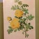 Planche botanique rosier jaune de souffre avec cadre bois doré vintage