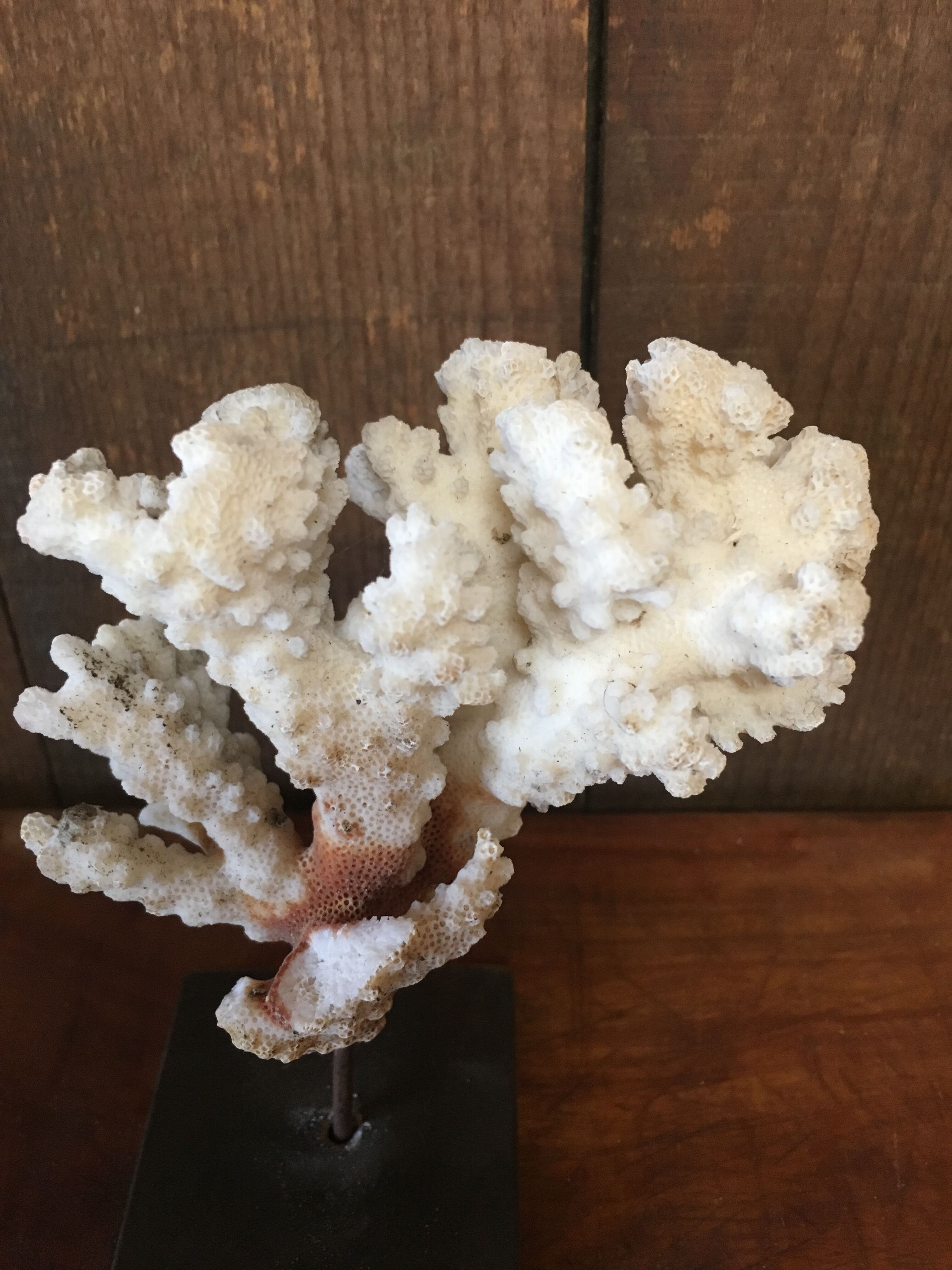 Coral on plinth