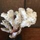 Coral on plinth