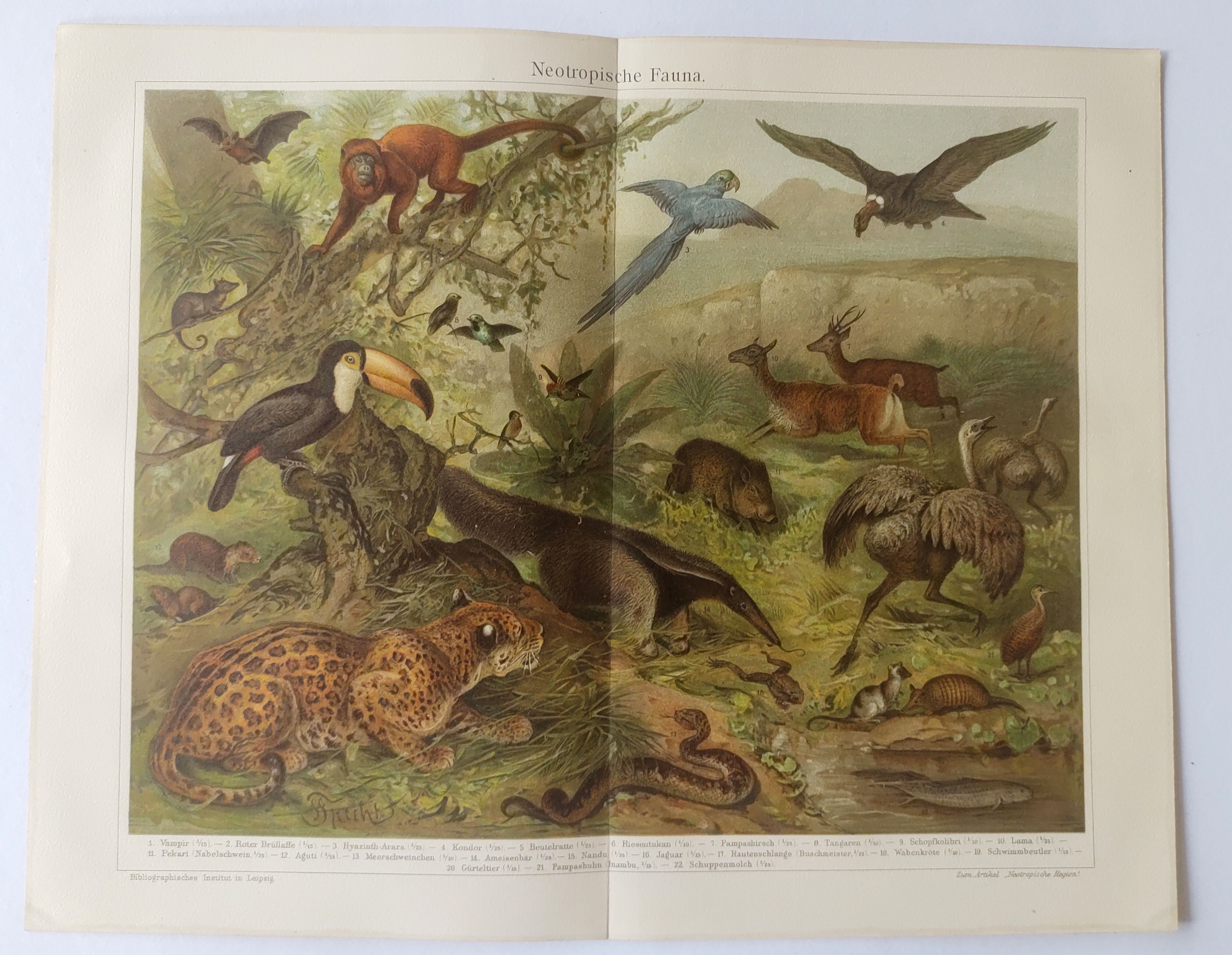 Gravure ancienne - Animaux d'Amérique du sud - Chromo-Lithographie de 1909