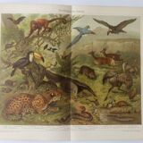 Gravure ancienne - Animaux d'Amérique du sud - Chromo-Lithographie de 1909