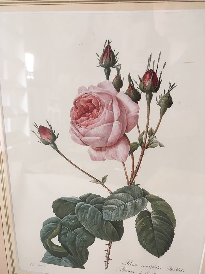Board of botanical framed "Rosa centifolia rule"