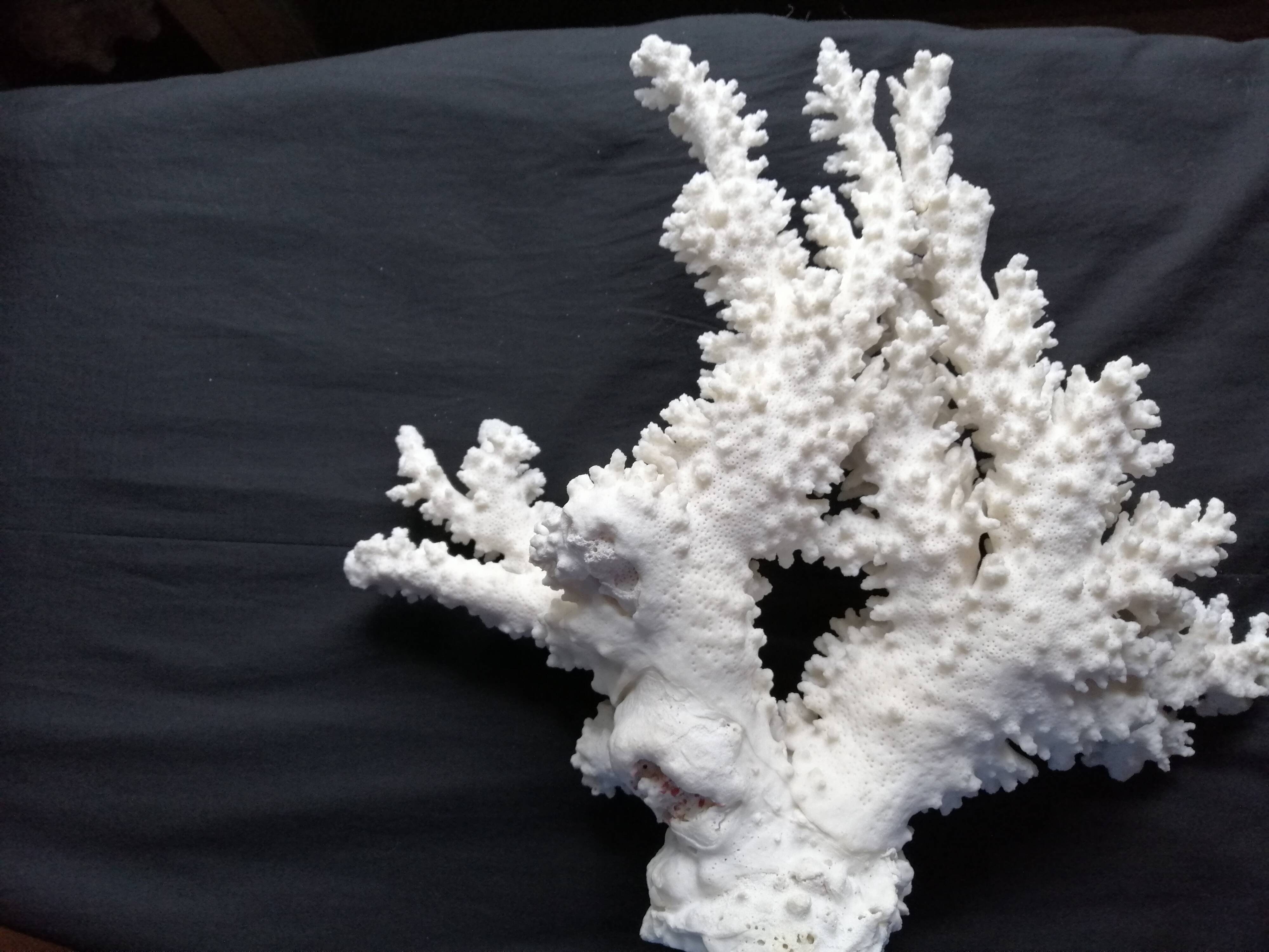 Ancient white coral