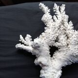 Corail blanc ancien
