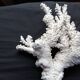 Corail blanc ancien
