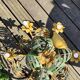 Exotic vintage lustre
