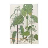 Vintage botanical plate from 1978 - Dioecious nettle - "Weed" engraving