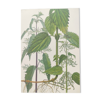 Planche botanique vintage de 1978 - Ortie dioïque - Gravure de "mauvaises herbes"