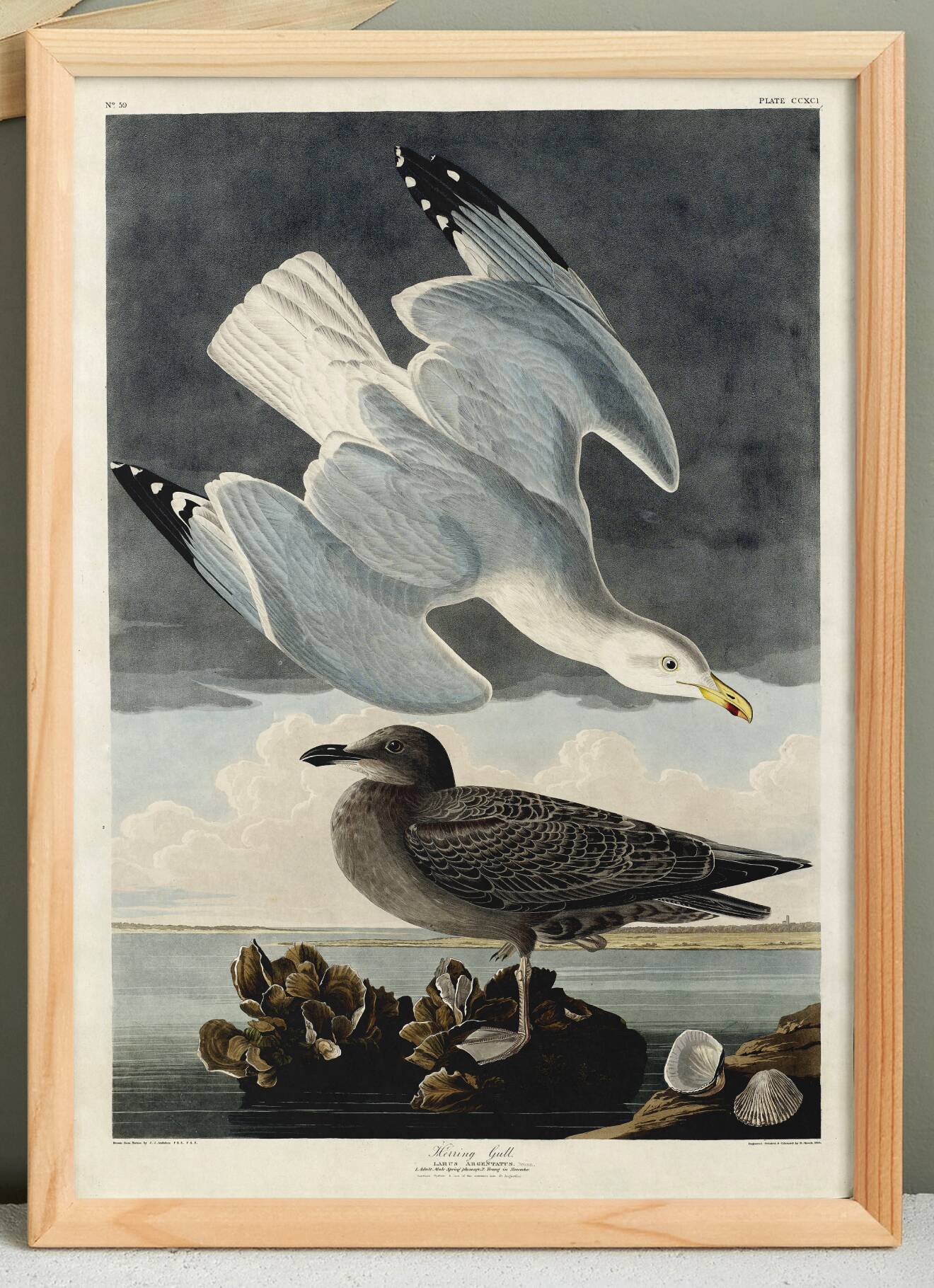 Poster about the Herring Gull, based on an old engraving from 1827.
