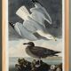 Poster about the Herring Gull, based on an old engraving from 1827.