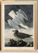 Poster about the Herring Gull, based on an old engraving from 1827.