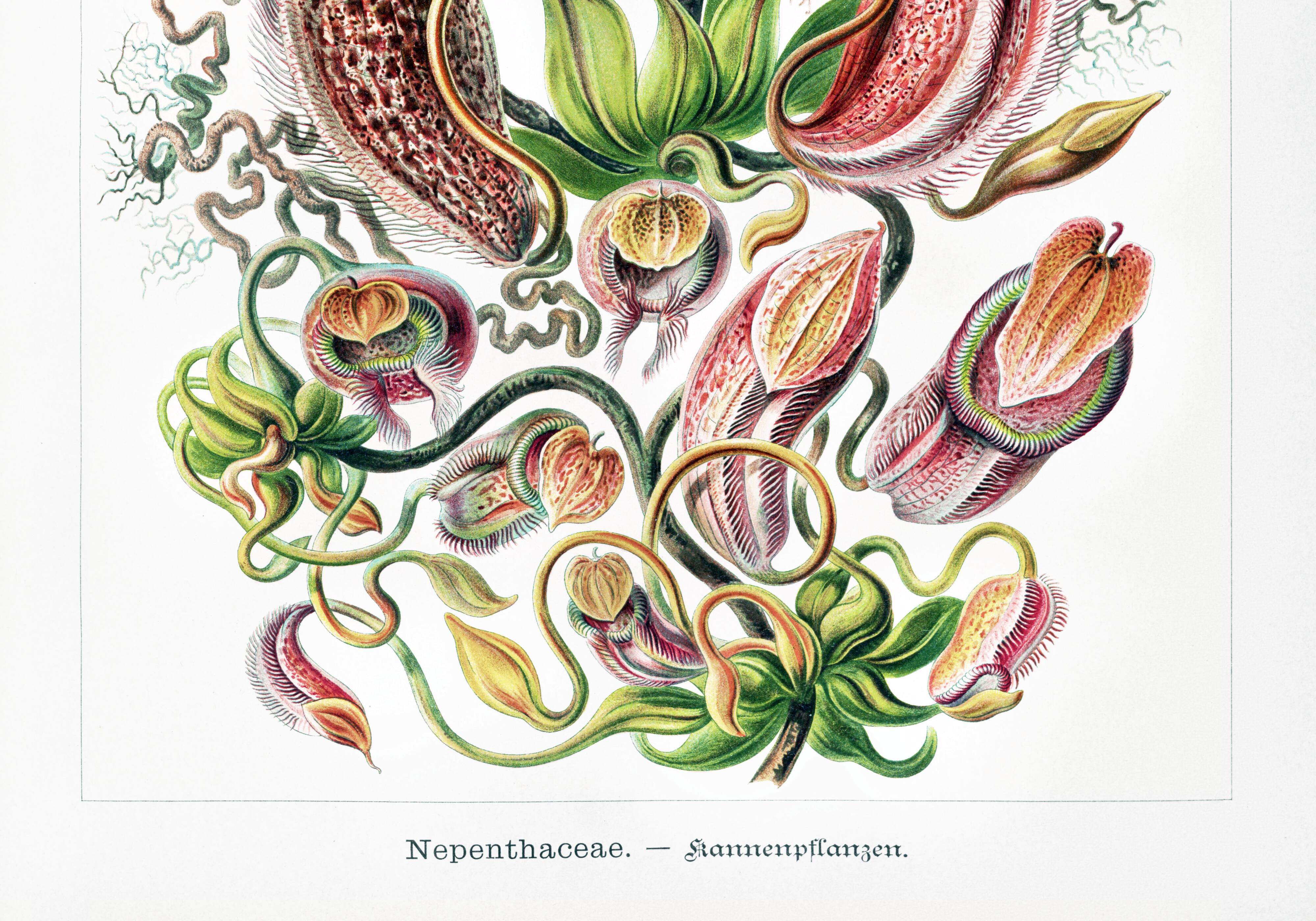 Poster about carnivorous plants, based on an old lithograph
