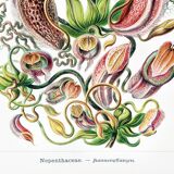 Poster about carnivorous plants, based on an old lithograph