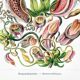 Affiche sur les plantes carnivores, d’après une lithographie ancienne