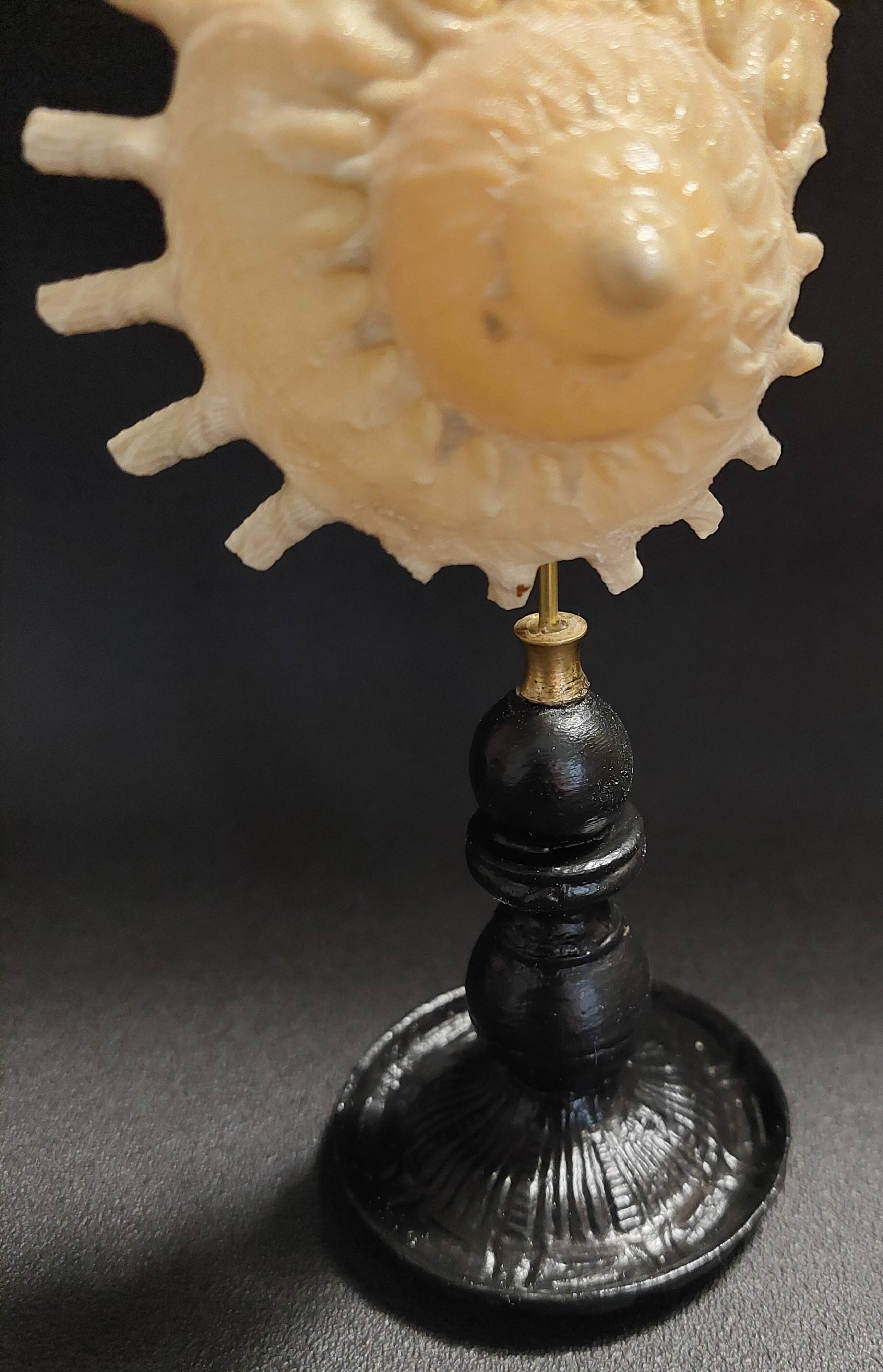 Cabinet of Curiosities Stellaria solaris shell on base